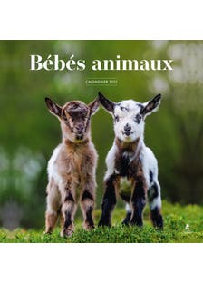 Calendrier 2027 Bébés Animaux