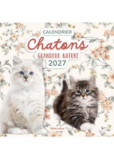 Calendrier Chatons Grandeur Nature 2027